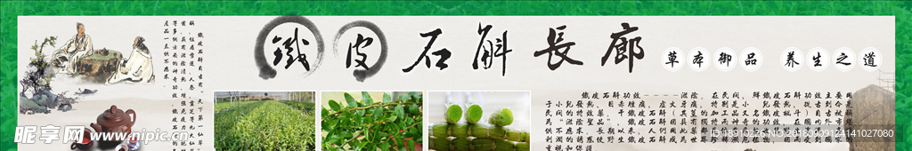 铁皮石斛