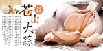 苍山大蒜