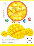 芒果海报