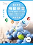 蓝莓海报
