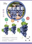葡萄海报