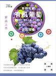 葡萄海报