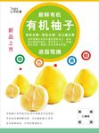柚子海报