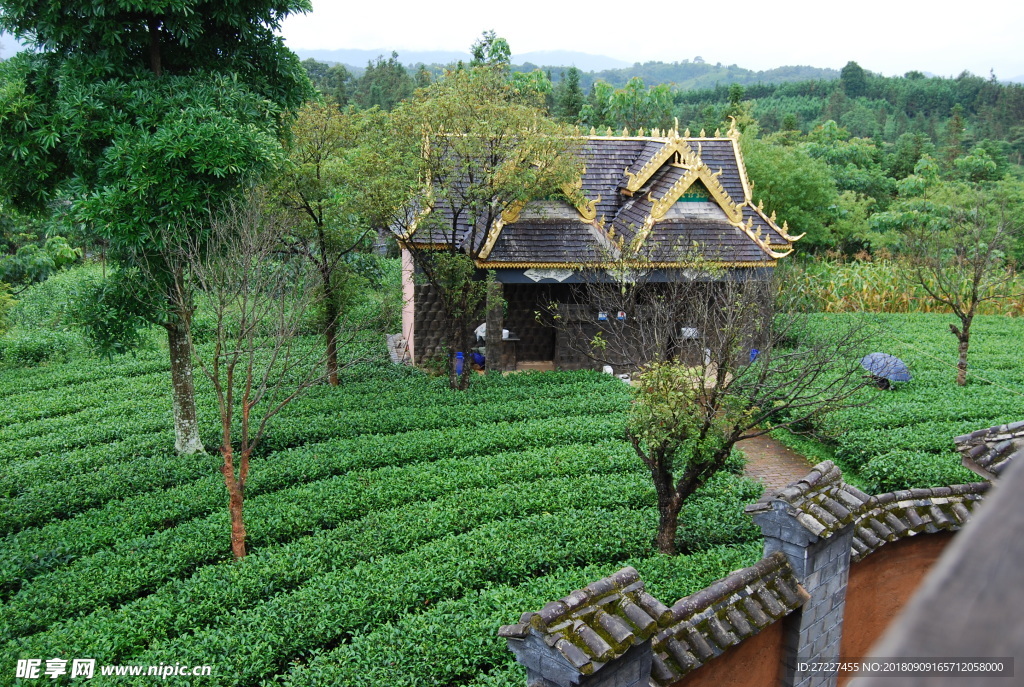 云南大叶种茶园