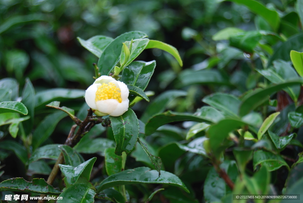 云南大叶种茶树茶花