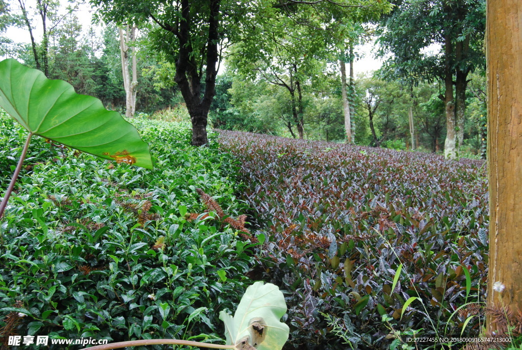 云南大叶种茶与紫鹃茶树