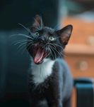 猫咪