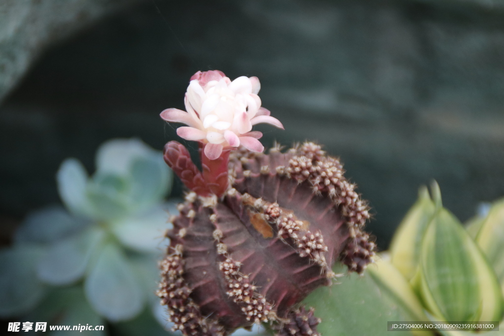 开花仙人球 清新小花 粉色小花