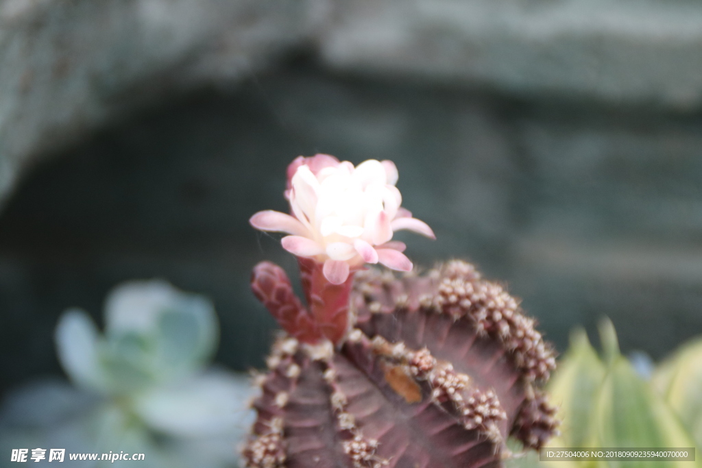 开花仙人球 清新小花