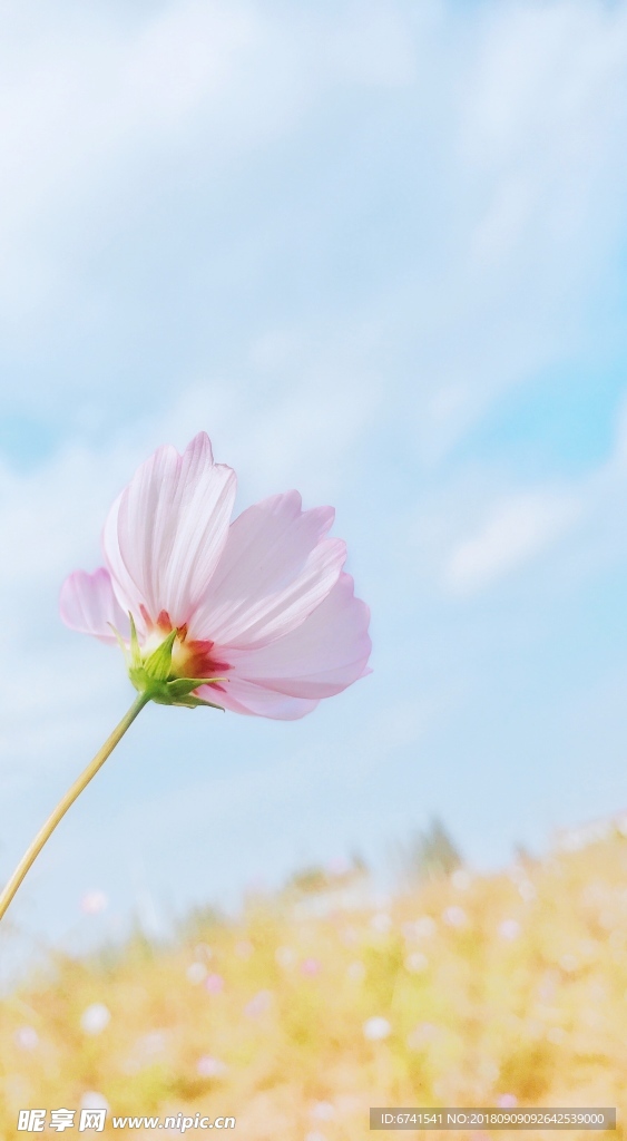 格桑花
