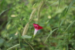 牵牛花