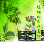 植物标本