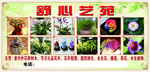 舒心艺苑花艺海报