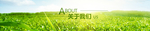 网页头图banner农业绿色