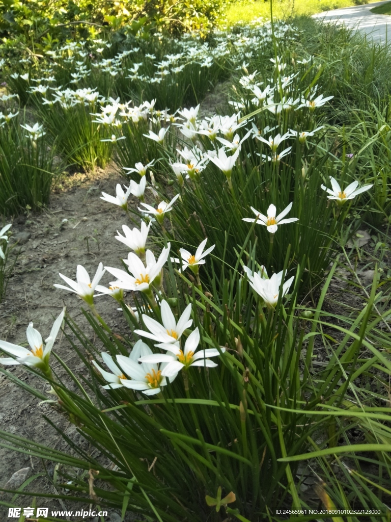 韭菜兰