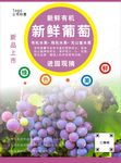 葡萄海报
