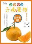 桔子海报