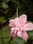 木槿花