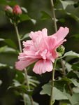 木槿花