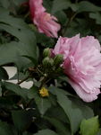 木槿花