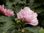 木槿花