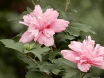 木槿花