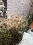 芦苇