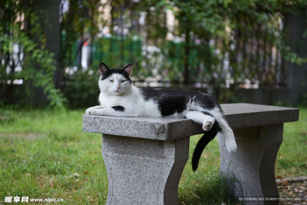 猫