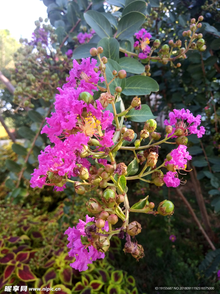 花园一枝花