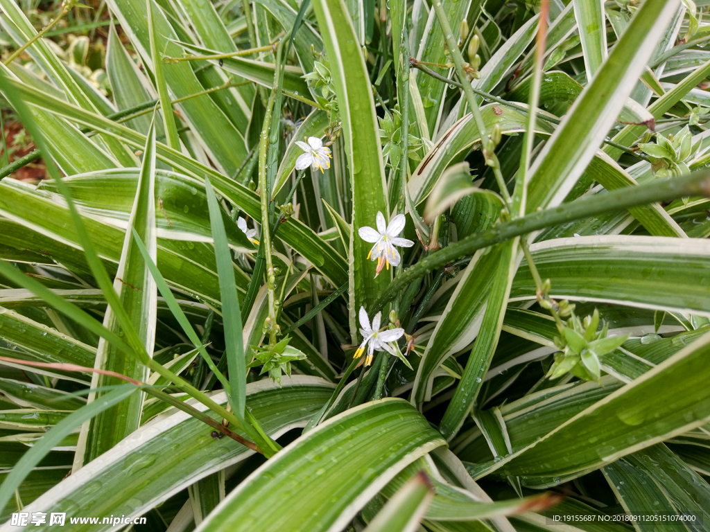 雨后白花