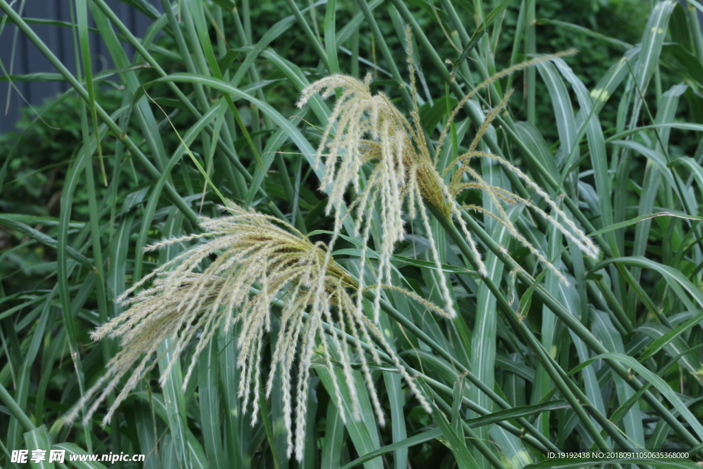 荻草