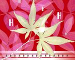 枫叶