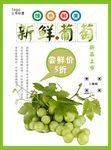 葡萄海报