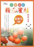 桔子海报