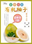 柚子海报