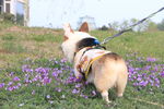 柯基犬