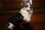 柯基犬