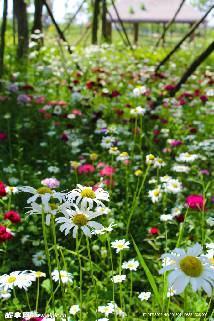 雏菊