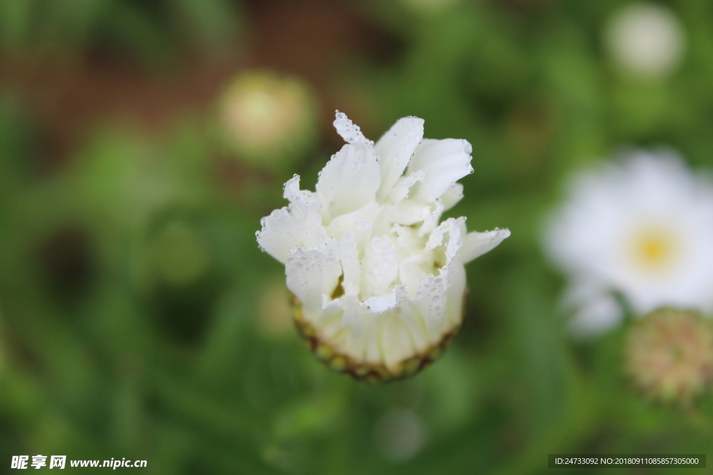 雏菊