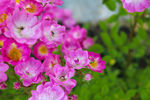 蔷薇花