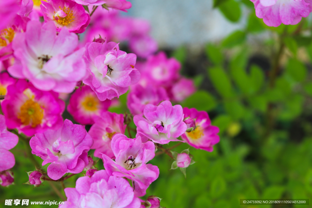 蔷薇花