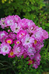 蔷薇花