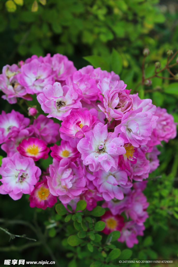蔷薇花