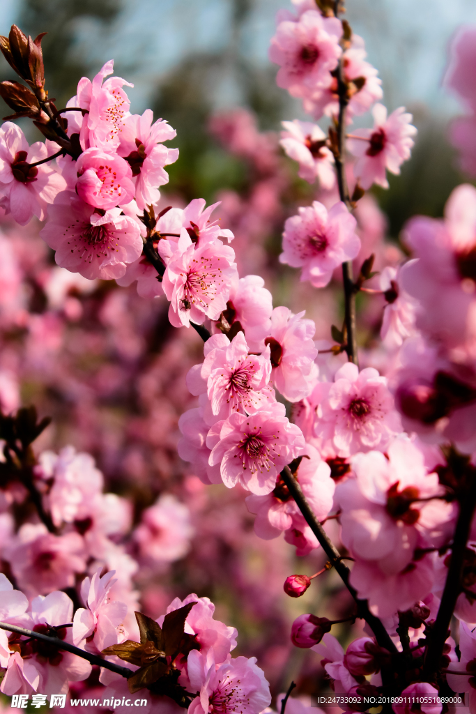 樱花