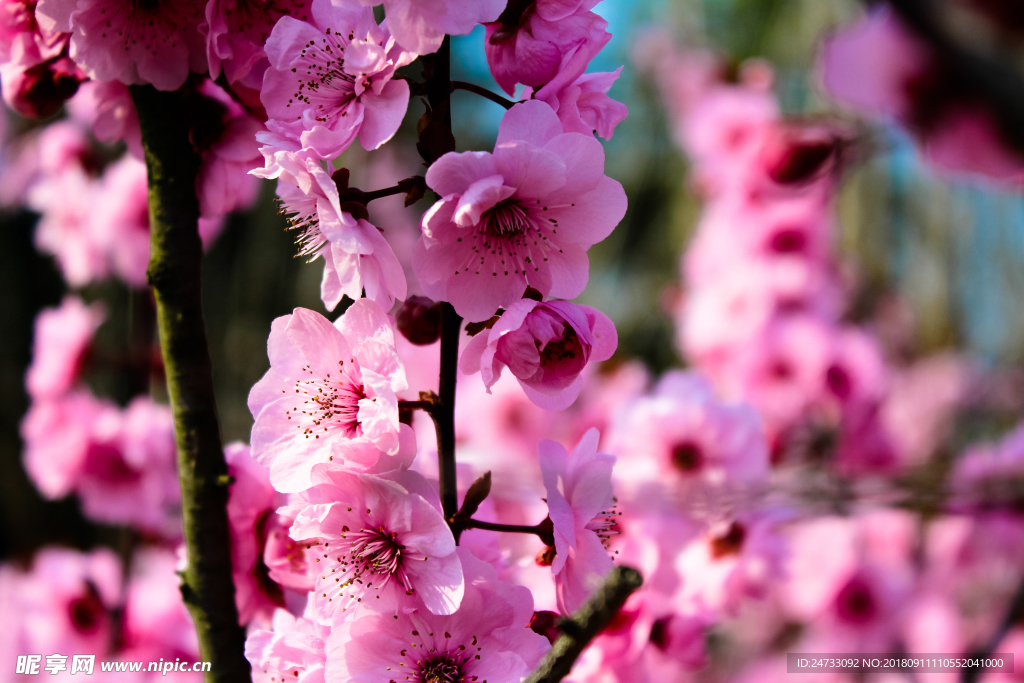樱花