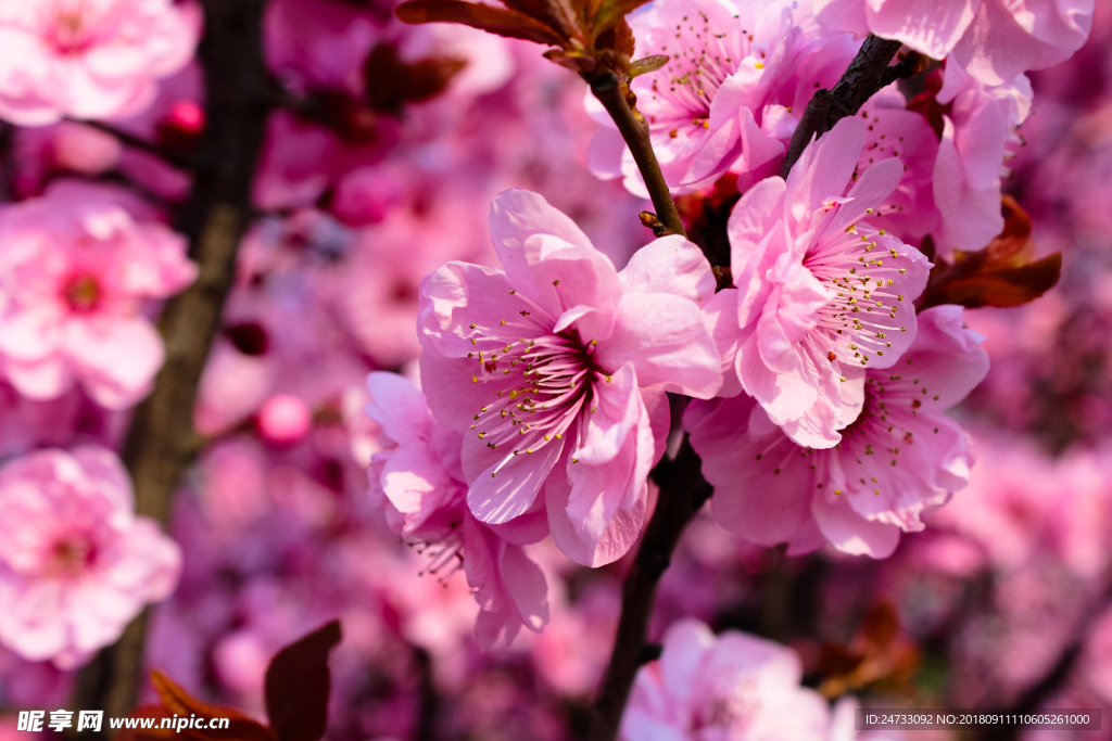 樱花