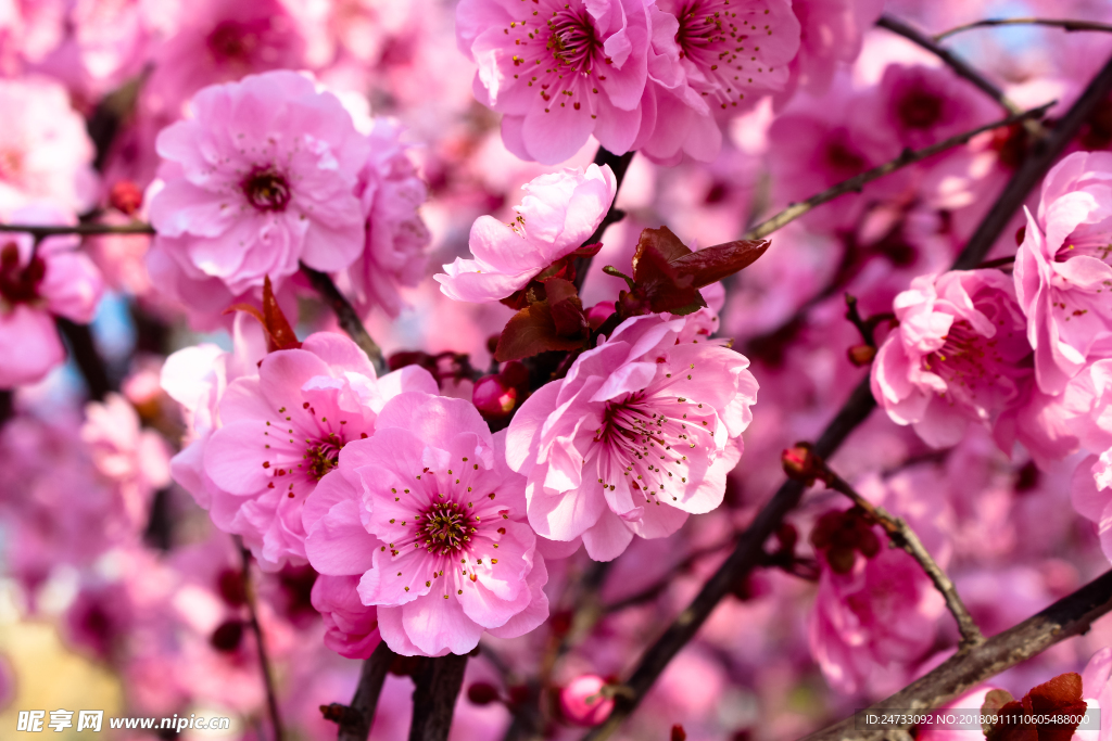 樱花