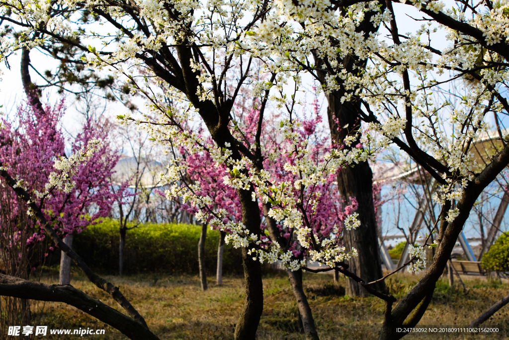樱花