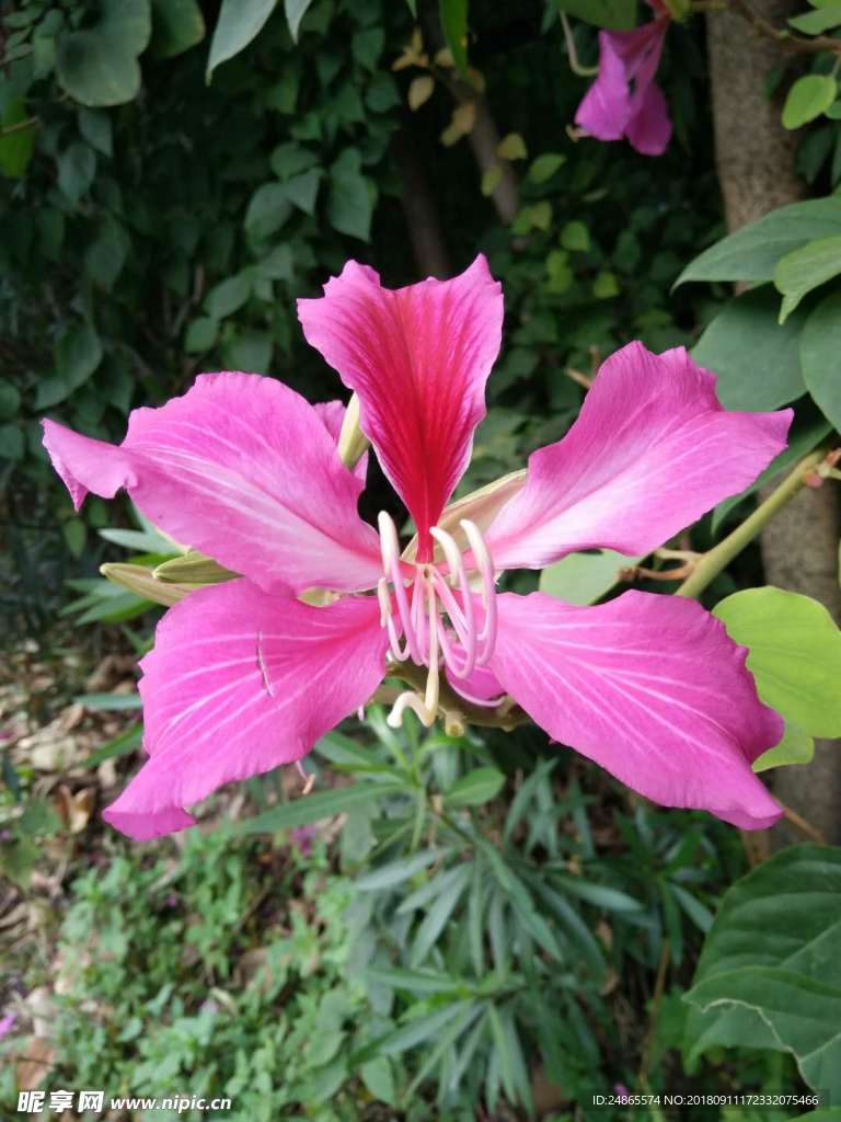紫荆花