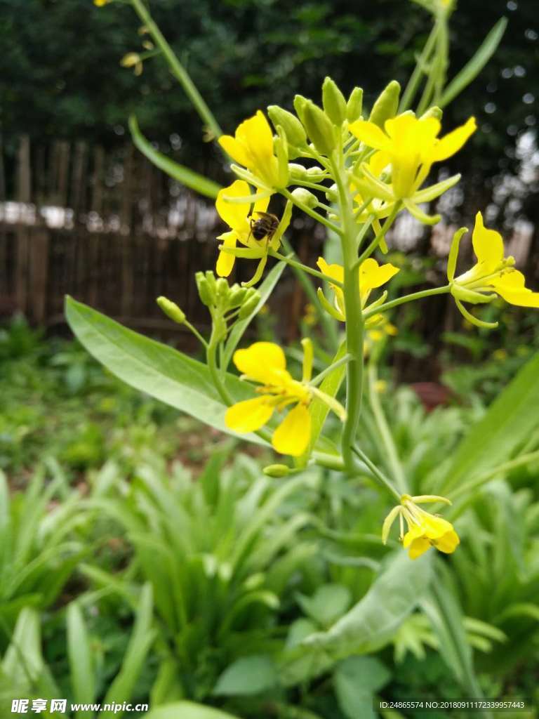 蜜蜂采蜜
